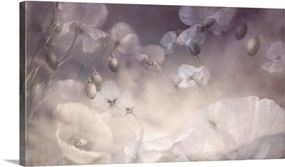 Volatile - Dreams Of White Poppies