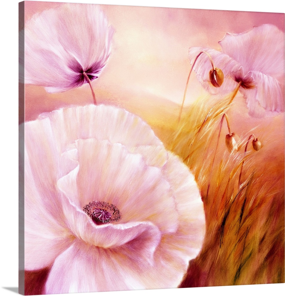 White Poppies In Sunshine