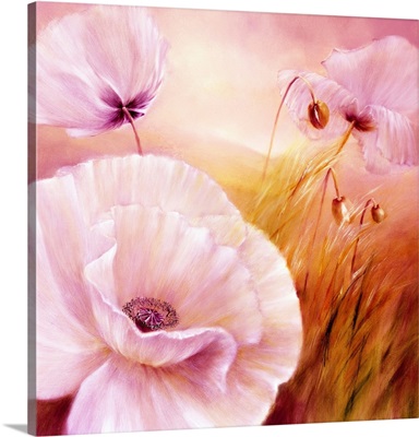 White Poppies In Sunshine