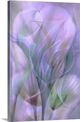 White Symphony - Rose Light