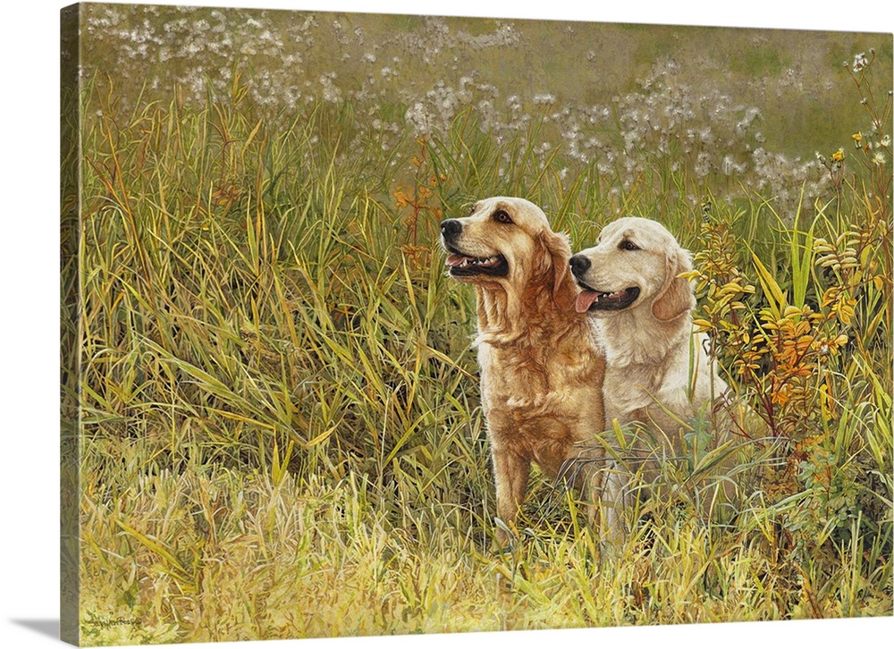 A image of a pair of Labradors sitting in a field of tall grass.