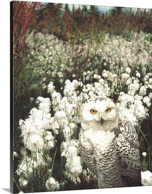 Alaskan Cotton - Snowy Owl