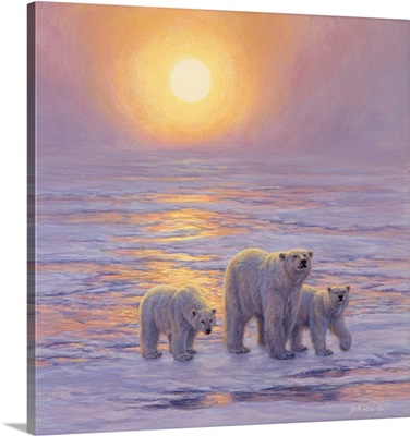 Arctic Evening - Polar Bears