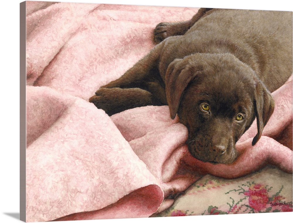 A horizontal image of a chocolate lab laying on a pink blanket.