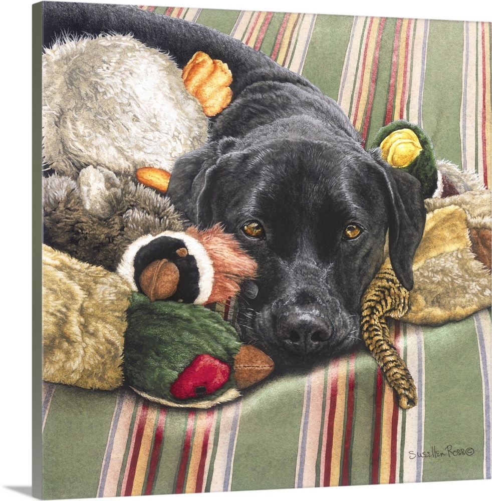 A square image of a black dog laying among his dog toys.