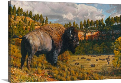 Black Hills - Bison