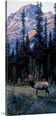 Bugling Elk