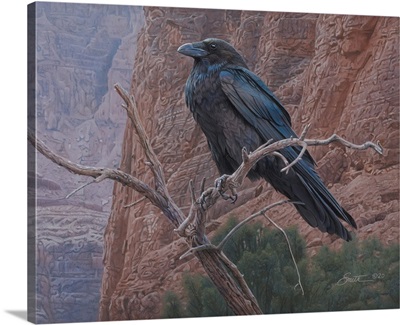 Canyon Raven