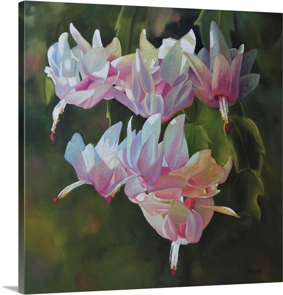 Christmas Cactus