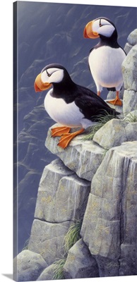 Cliff Dwellers - Puffins