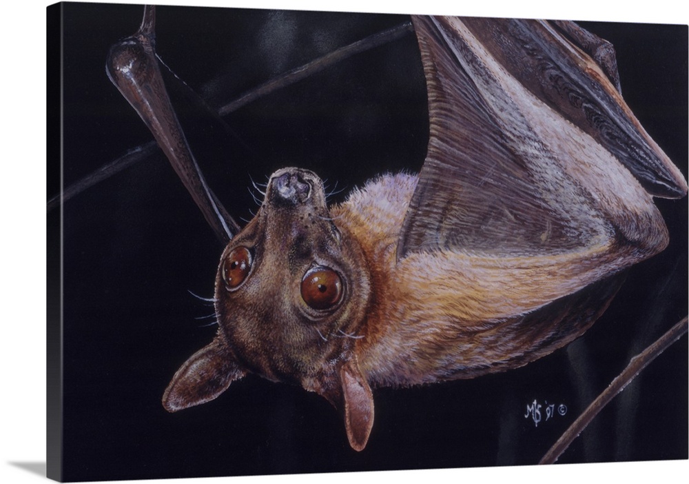 Eidelon Helvum - Straw Colored Fruit Bat