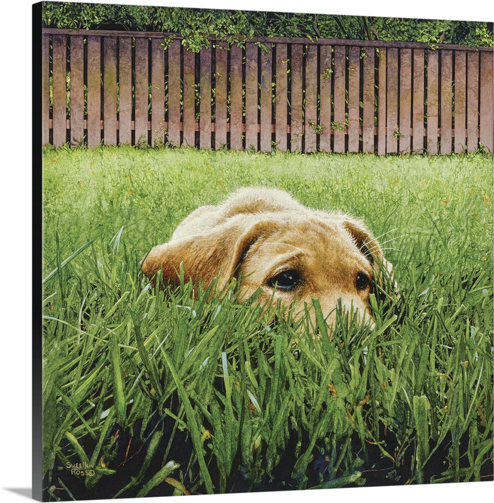 A square image of a yellow lab crouched down among the grass, trying to hide.