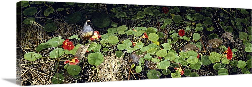 A long horizontal image of a group of birds roaming through plants.