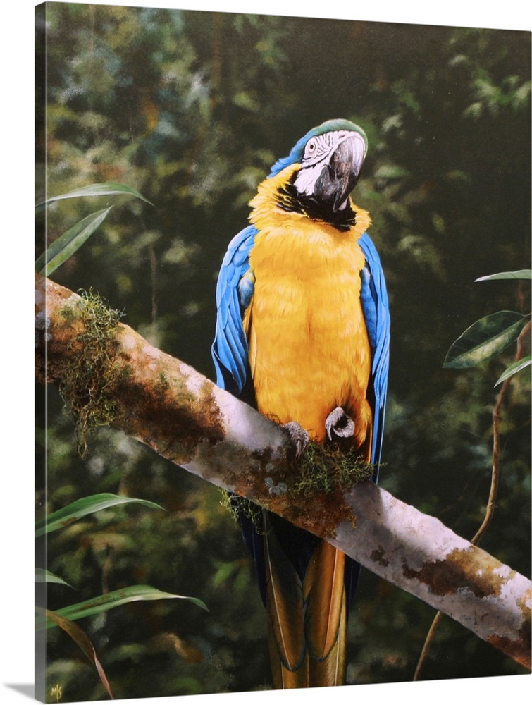 Jewels Of The Tropics