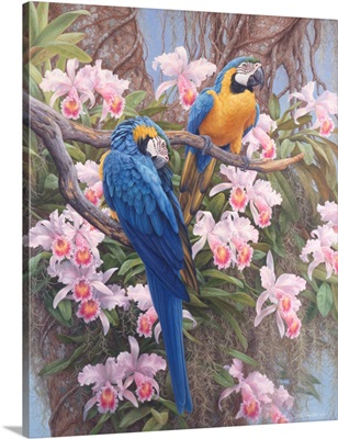 Jungle Majesty - Blue And Gold Macaws