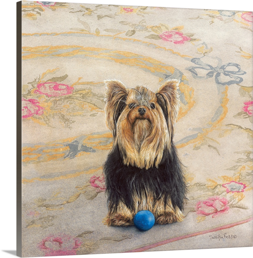 Square image of a Yorkie with a ball waiting patiently to be played with on a floral rug.