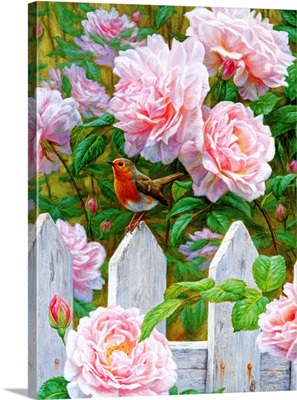 Morning In Provence - European Robin And Roses