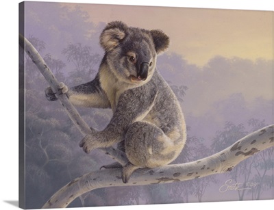 Morning Light - Koala