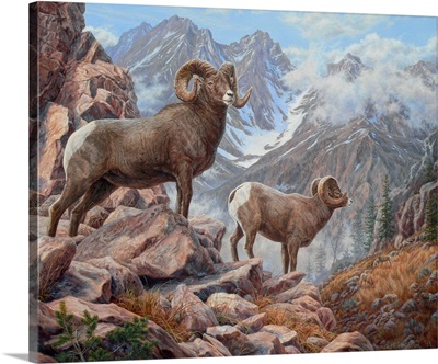 Mountain King - Bighorn Sheep