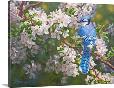 Orchard Light - Blue Jay In Apple Blossoms