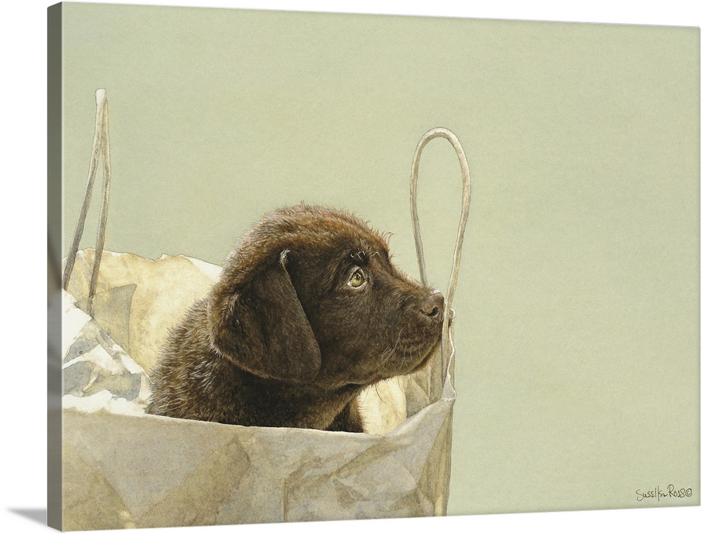 A chocolate lab puppy peeping out of a shipping bag.