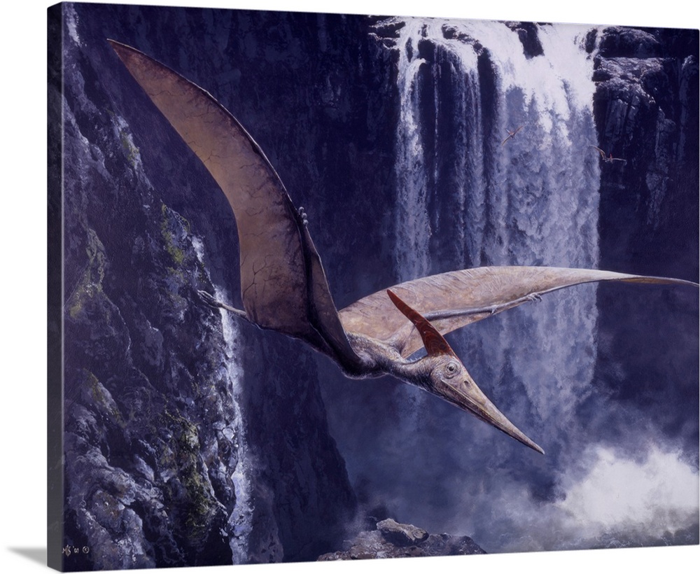 Riding The Updrafts - Pteranodon Ingens