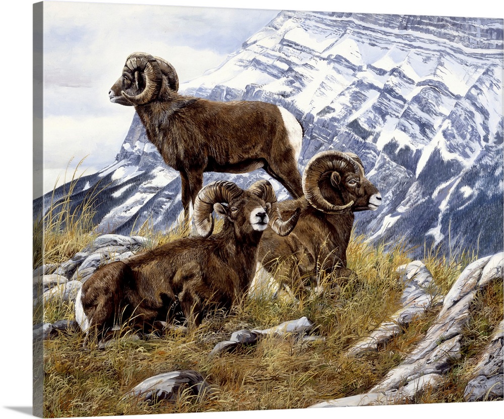Rocky Mountain Bighorn
