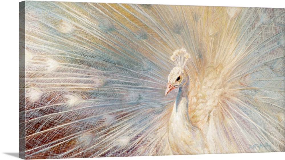 Royal Splendor - White Peacock