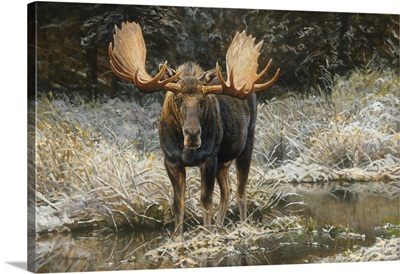 September Moose