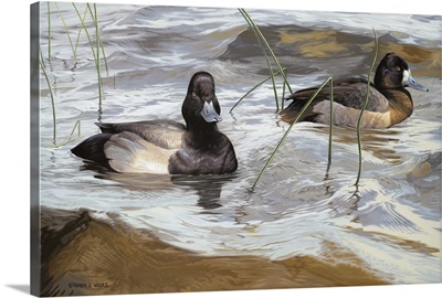 Shallow Surfers - Lesser Scaup