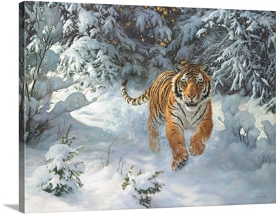 Siberian Emperor - Siberian Tiger