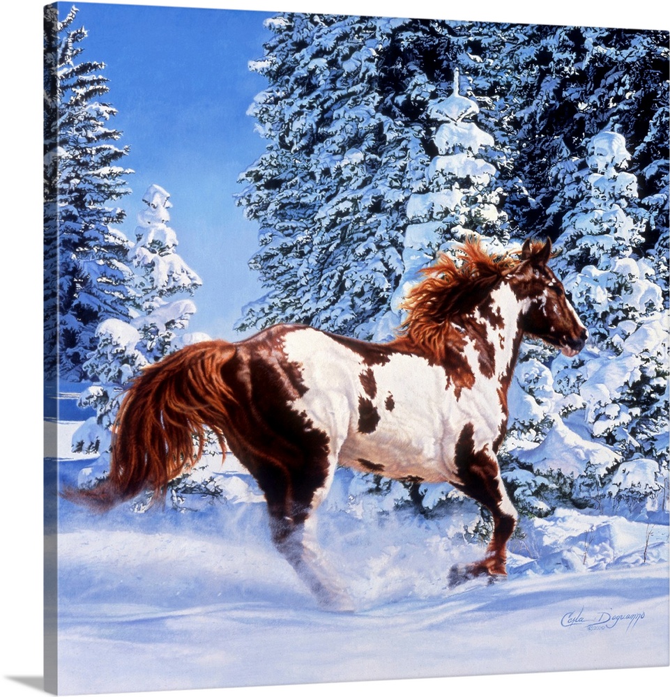 Square, large wall picture of a brown and white horse kicking up snow as he runs through a winter landscape, tall, snow co...