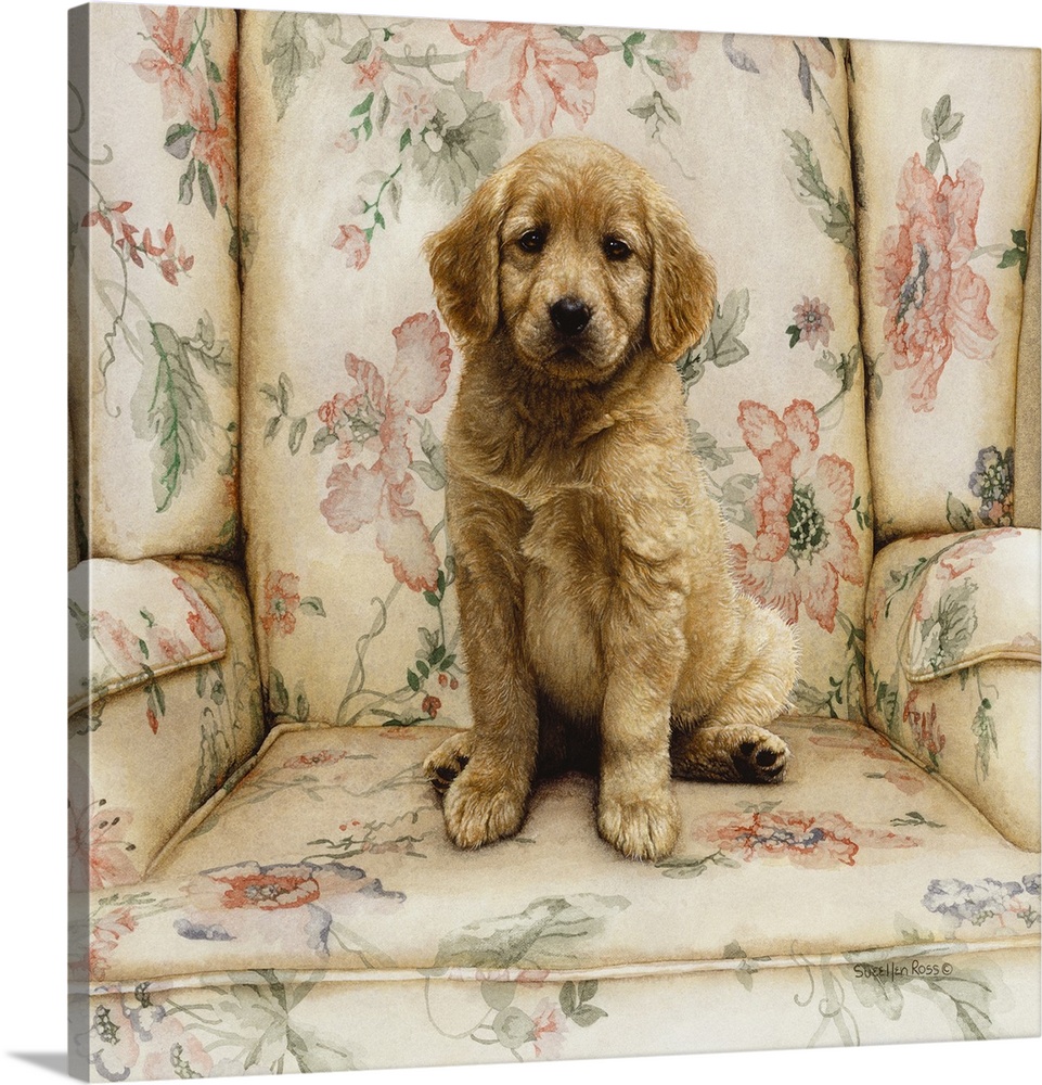 A square image of a yellow lab puppy sitting on a floral chair.