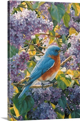 Spring Interlude - Eastern Bluebird Detail