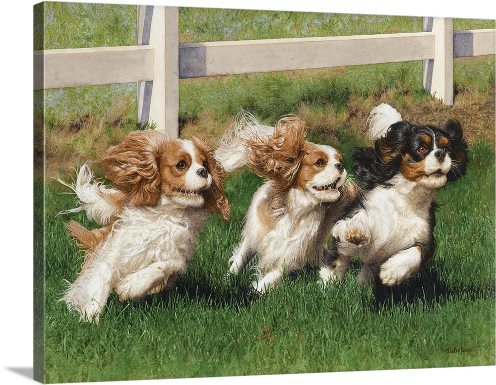 A charming image of three cocker spaniels running together in a field.