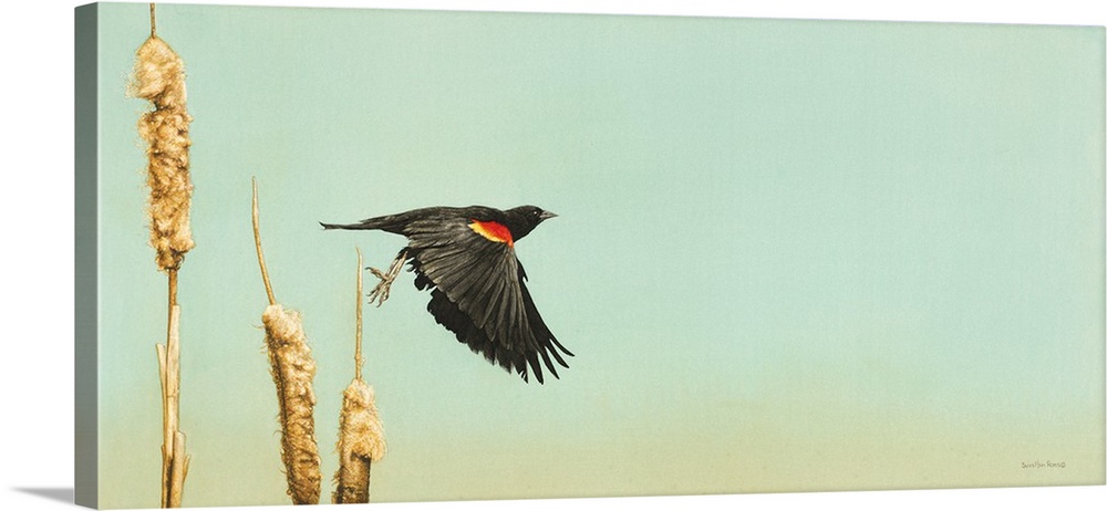 A horizontal image of a bird starting to take flight for a cattail.