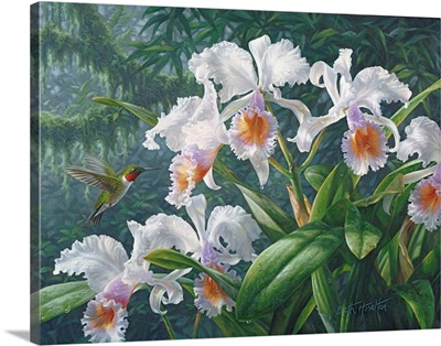 The Canadian Ambassador - Ruby Throated Hummingbird And Cattleya Orchids