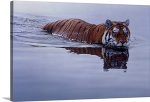 Tiger In Water image thumbnail