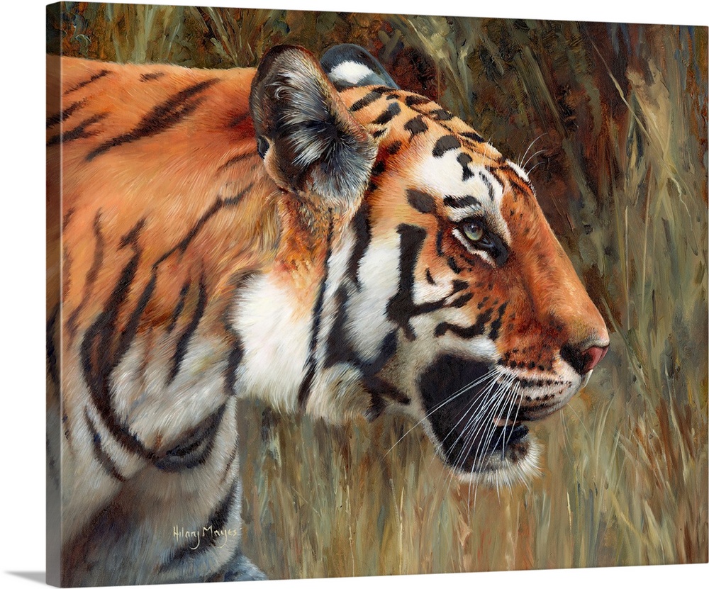 Tiger Looking Right