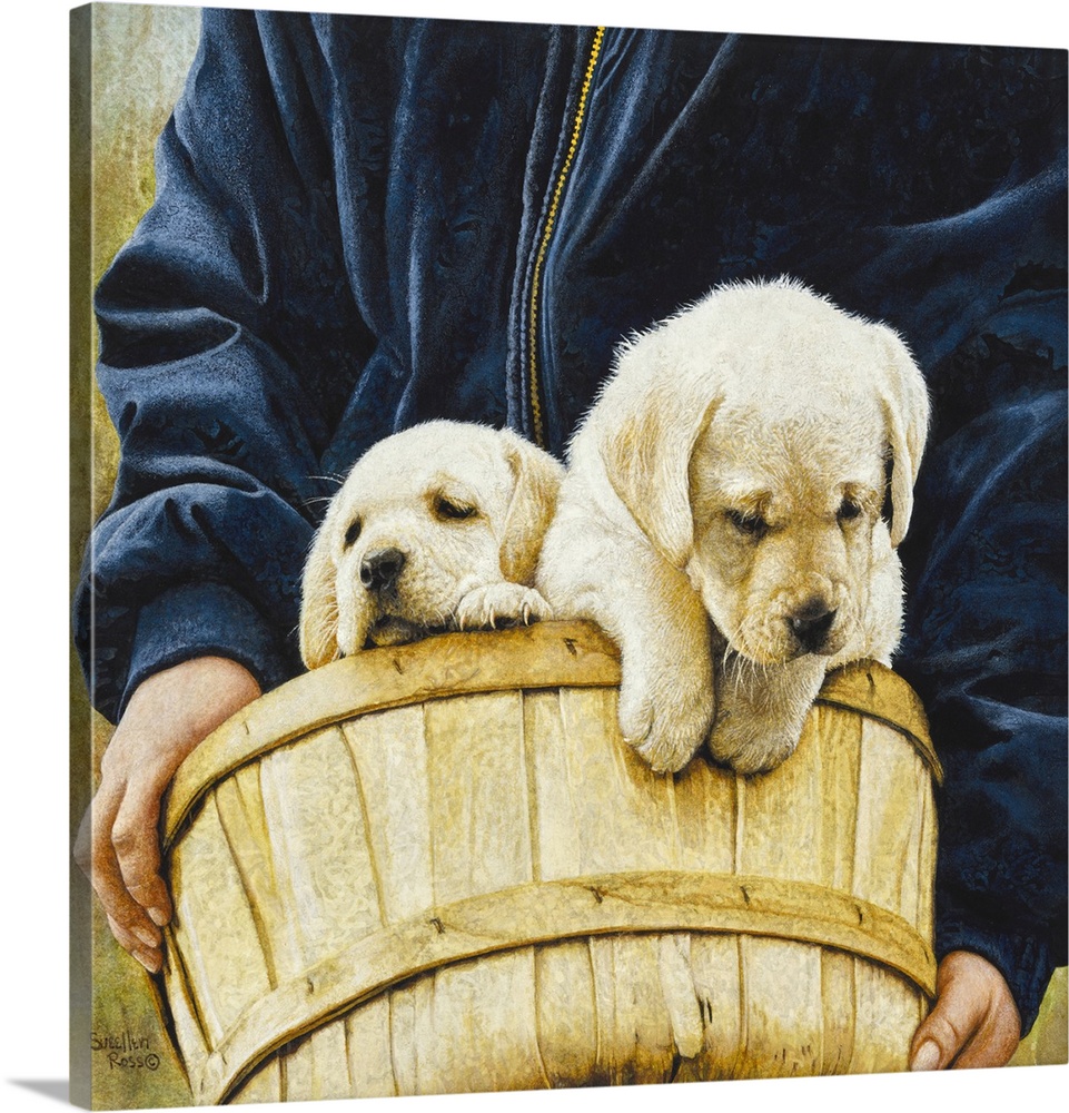 Square image of a person carrying a basket with two lab puppies.
