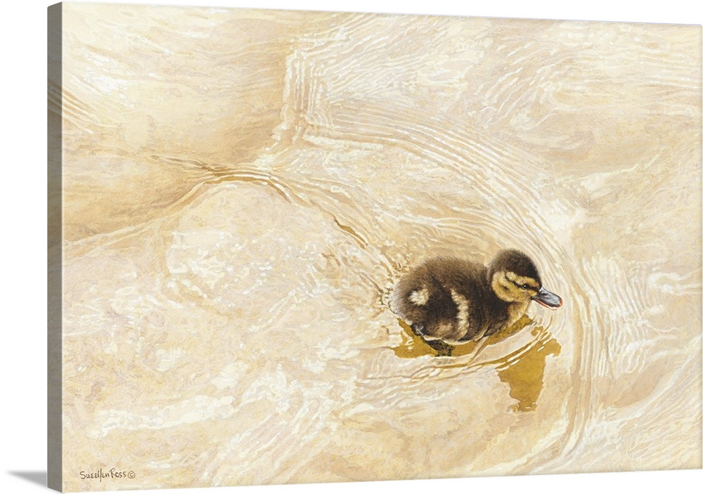 A horizontal image of a duckling swimming in water.