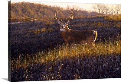 Zone 4 - Big Country Whitetails