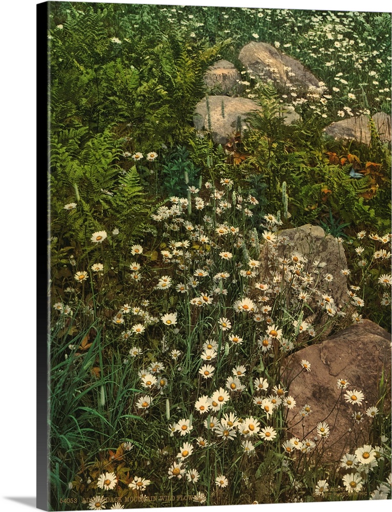 Hand colored photograph of Adirondack Mountain and wildflowers.