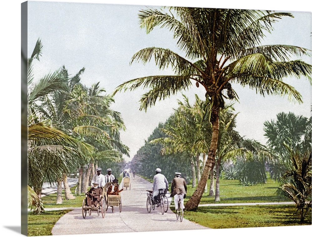 Vintage photograph taken as people bicycle down a walking path that is lined with short palm trees.