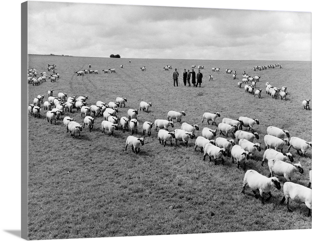 6th June 1967:  French buyers select Hampshire Down sheep to import to France from the famous Shapwick flock in Dorset