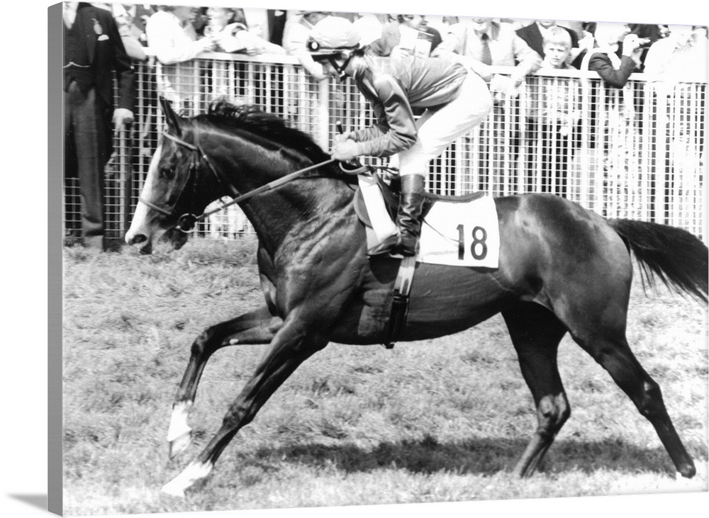 3 Jun 1981:  Shergar, ridden by Walter Swinburn, trots to the starting post prior to the Epsom Derby in England  Shergar w...