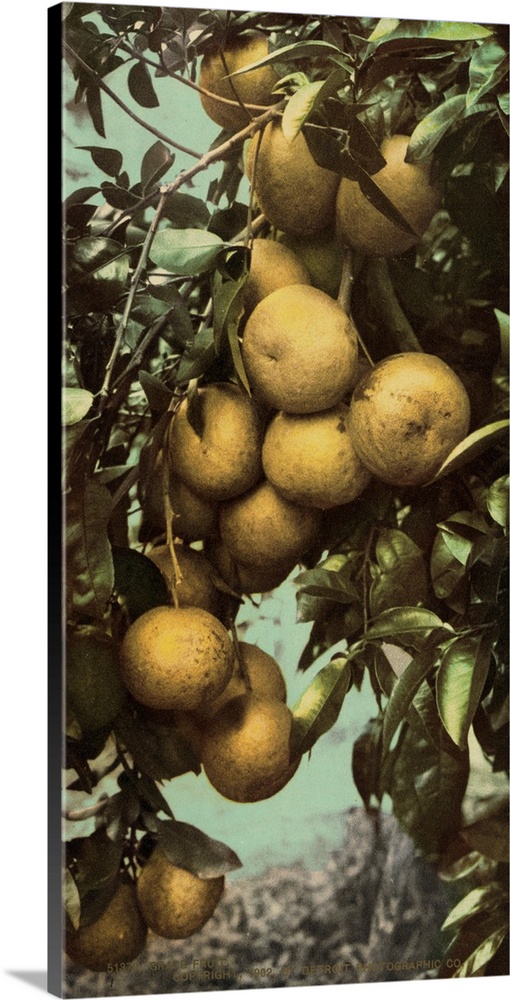 Hand colored photograph of grapefruit.