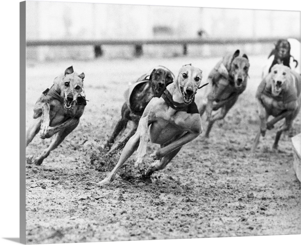 Dog racing at Hackney stadium, London