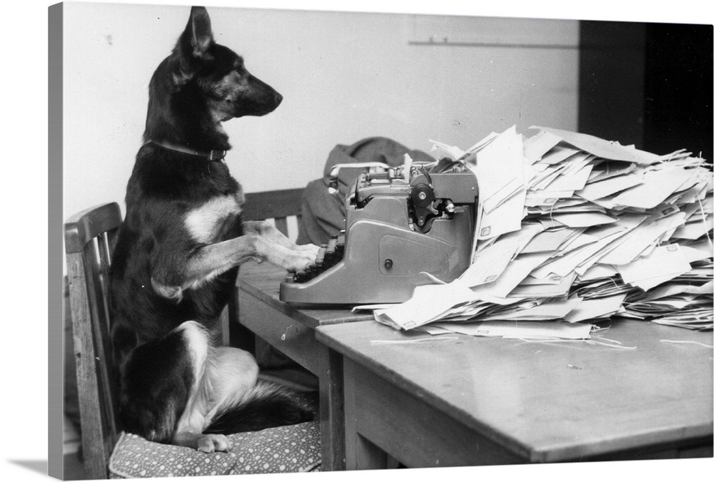 Petra, the Alsatian dog from the BBC's children's programme, 'Blue Peter' answering her fan mail