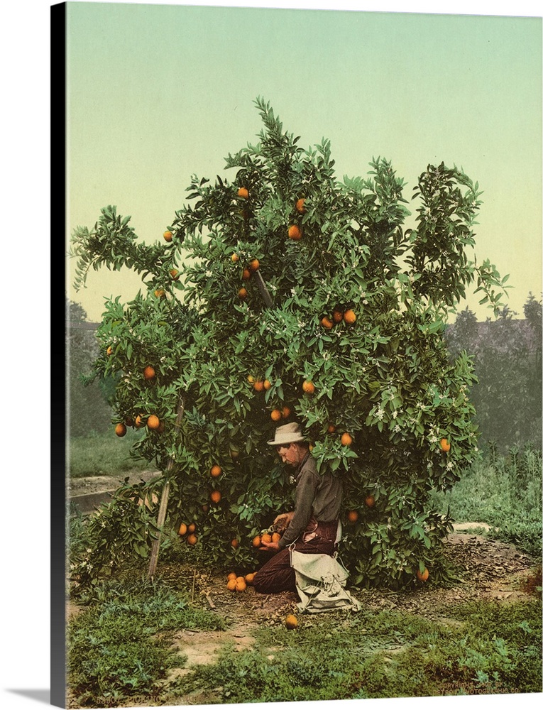 Hand colored photograph of picking oranges.